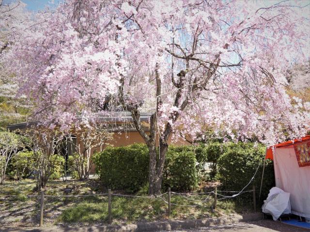 西山公園　シダレザクラ