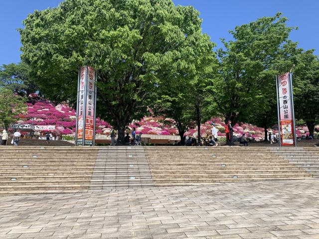 ヒラドツツジ　満開