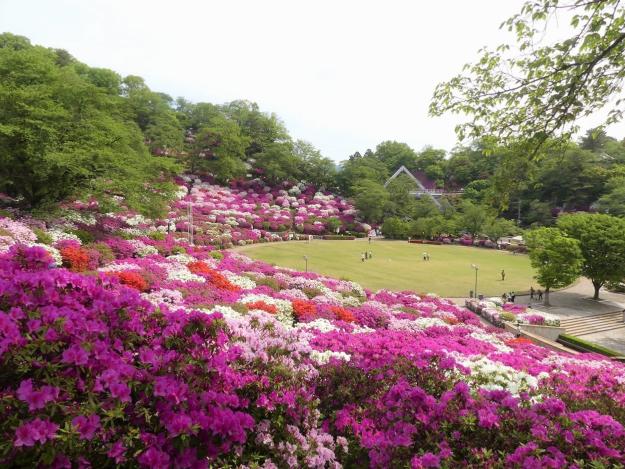 ヒラドツツジ　満開