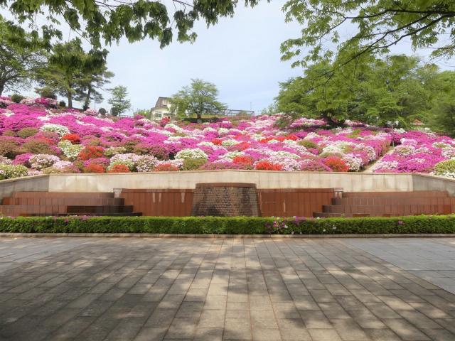 ヒラドツツジ　満開