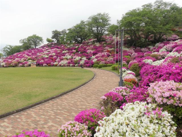 ヒラドツツジ　満開