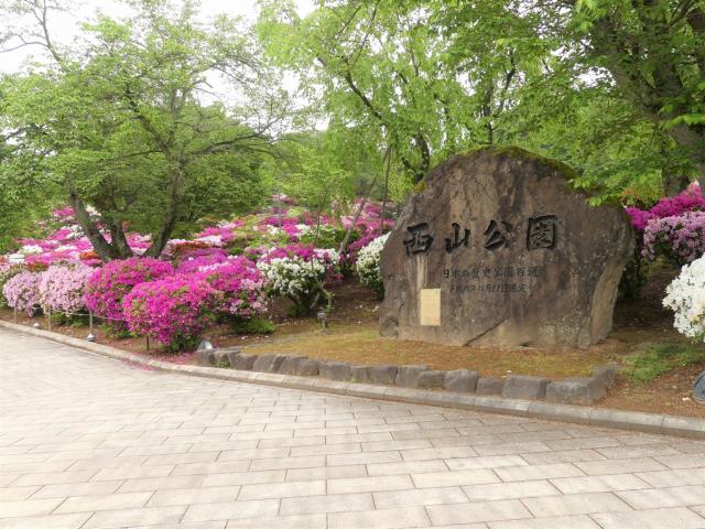 ヒラドツツジ　満開