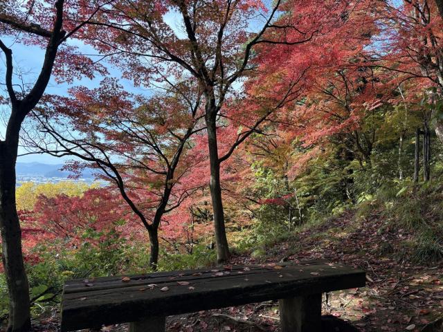 祈りの道、展望台付近　見頃の写真