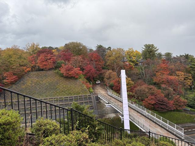 西山橋付近 見頃