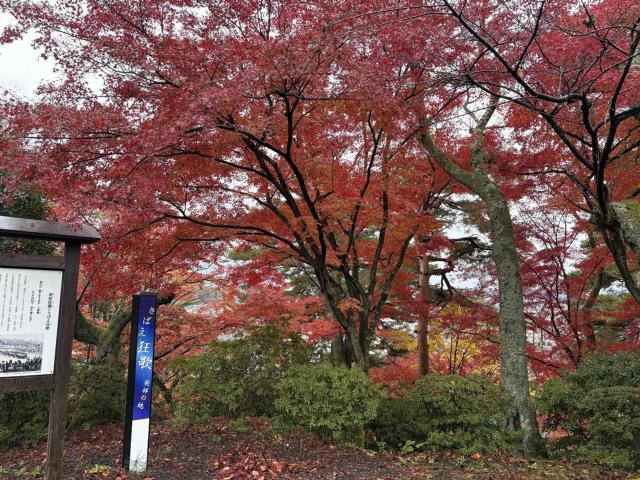 松堂庵、松堂亭付近 見頃