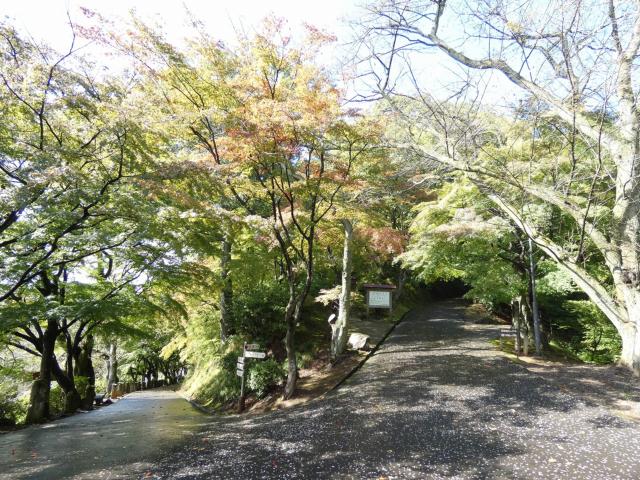 祈りの道、展望台付近 青葉