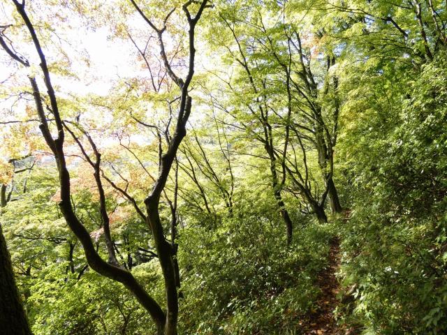 祈りの道、展望台付近 青葉