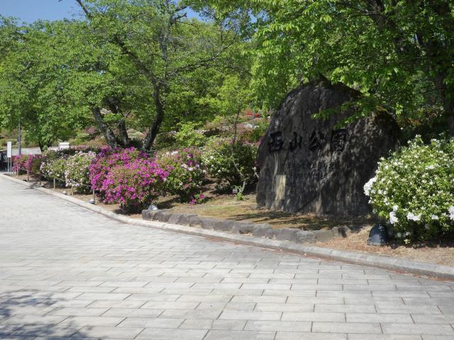 ヒラドツツジ　5分咲き