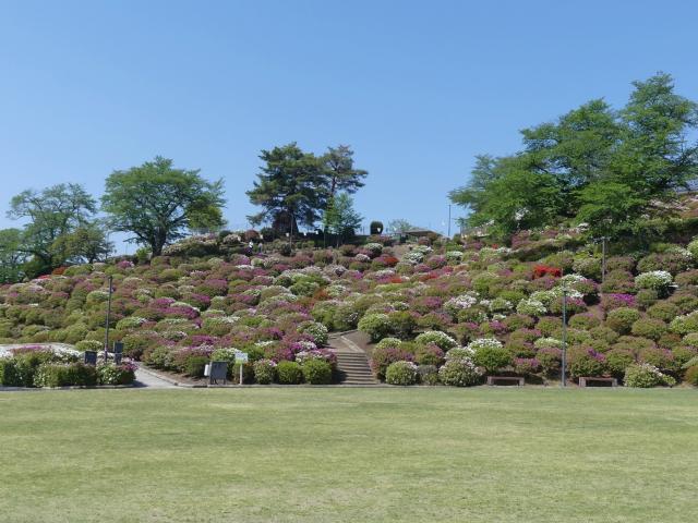 ヒラドツツジ　5分咲き