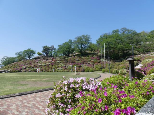 ヒラドツツジ　5分咲き