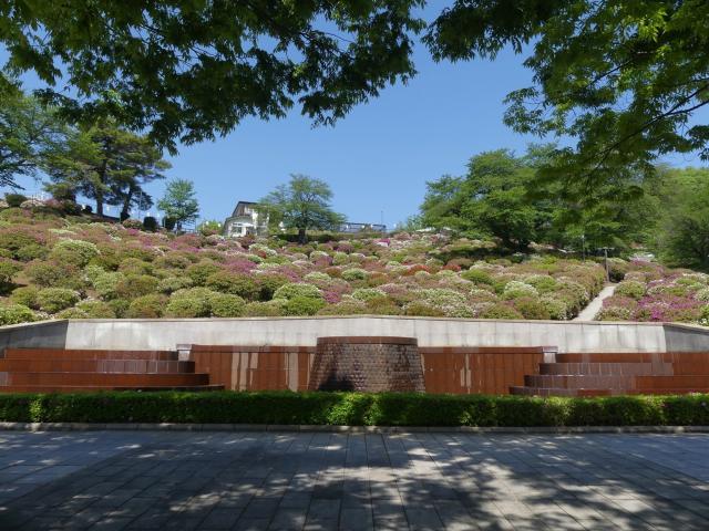 ヒラドツツジ　5分咲き
