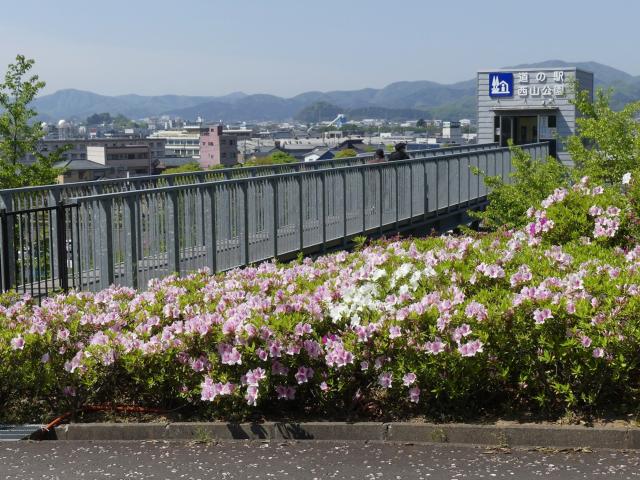 ヒラドツツジ　5分咲き