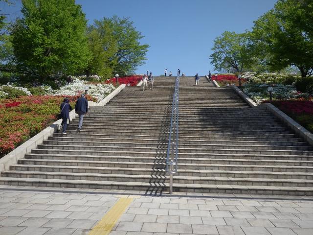 クルメツツジ　満開