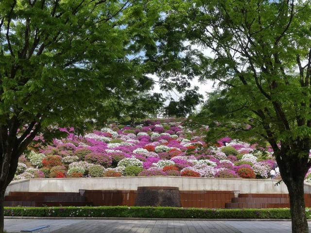 ヒラドツツジ　満開