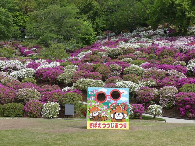 ヒラドツツジ　満開