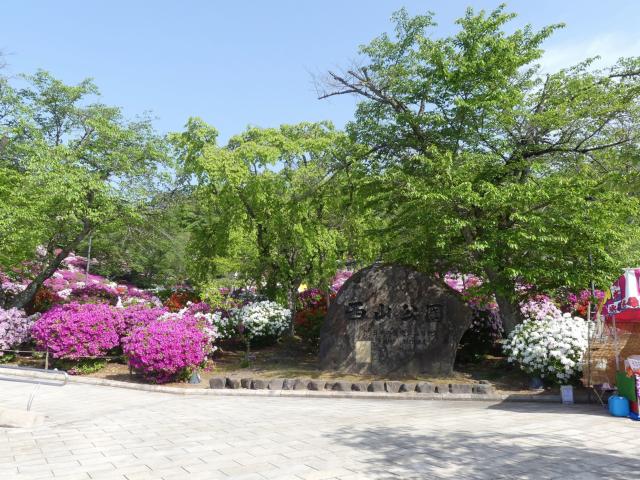 ヒラドツツジ　満開