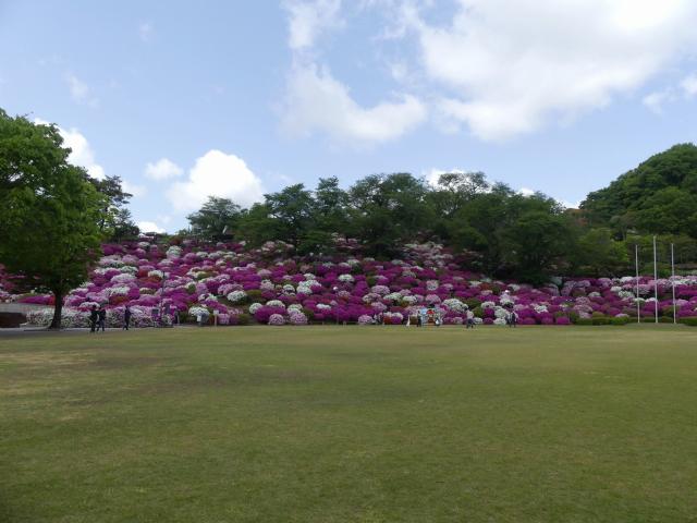 ヒラドツツジ　満開