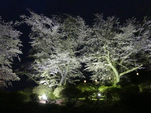 ソメイヨシノ　満開　撮影　令和7年4月9日