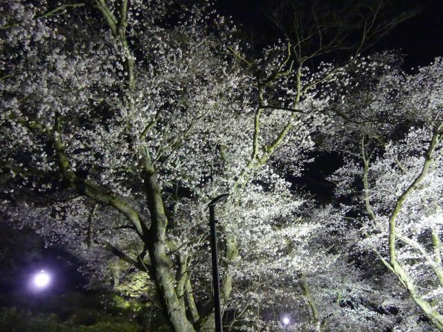 ソメイヨシノ　満開　撮影　令和7年4月9日