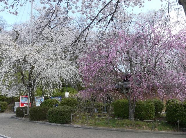 シダレザクラ　満開　撮影　令和7年4月10日 