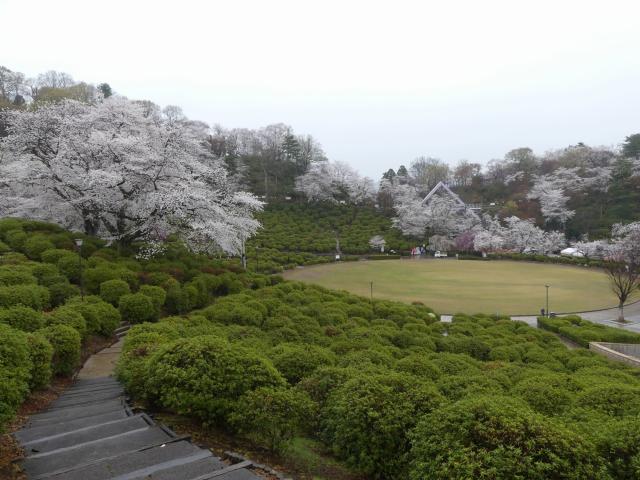 ソメイヨシノ　満開　撮影日　令和7年4月10日