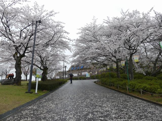 ソメイヨシノ　満開　撮影日　令和7年4月10日