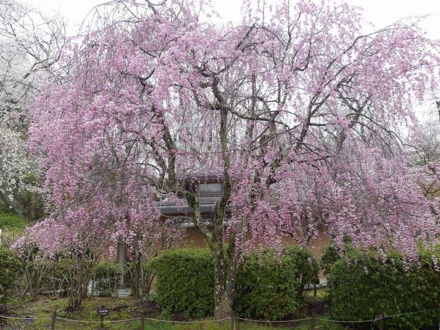 シダレザクラ　満開　撮影　令和7年4月11日 