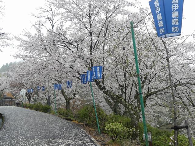 ソメイヨシノ　満開　撮影　令和7年4月11日