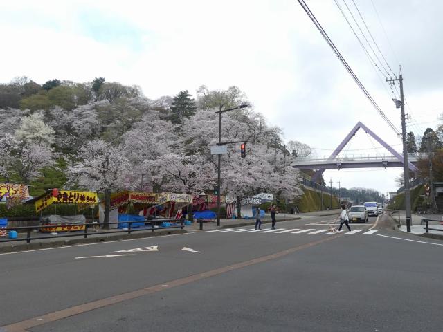 ソメイヨシノ　満開　撮影　令和7年4月12日