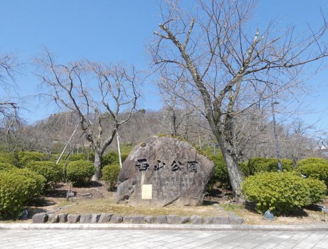 西山公園ソメイヨシノ