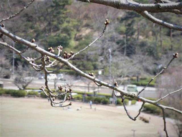西山公園ソメイヨシノ