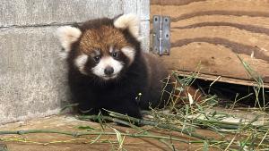 レッサーパンダの赤ちゃん かのこの仔 メス