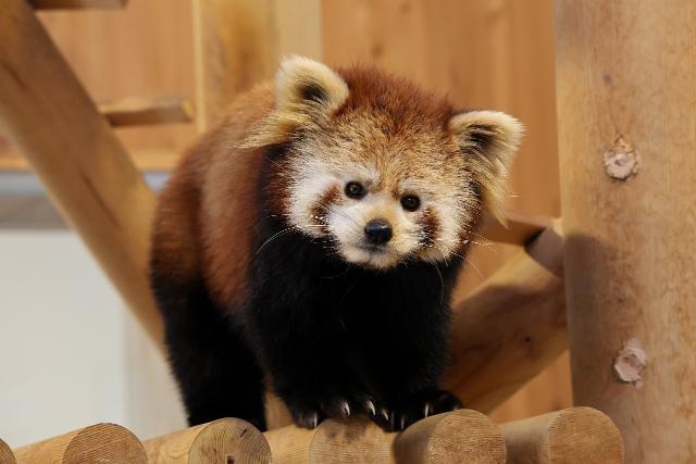 レッサーパンダ（愛称　レイファ）が他園館に移動します