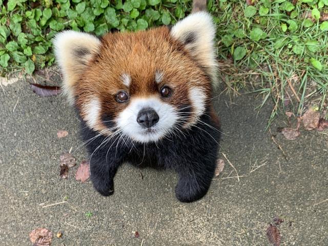 レッサーパンダ