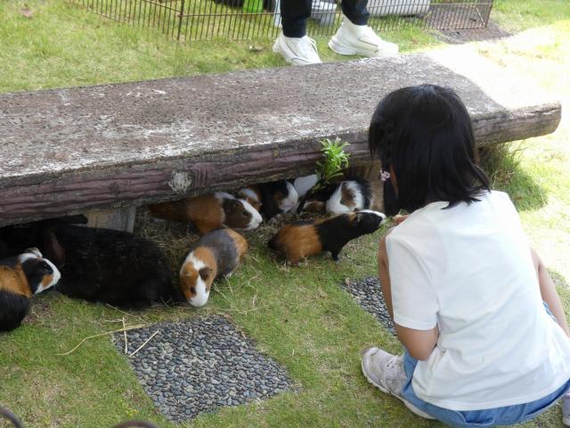 「ふれあい動物園」を開催します