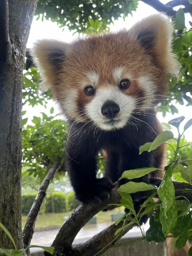 レッサーパンダの「ニーコ」が他園館に移動します