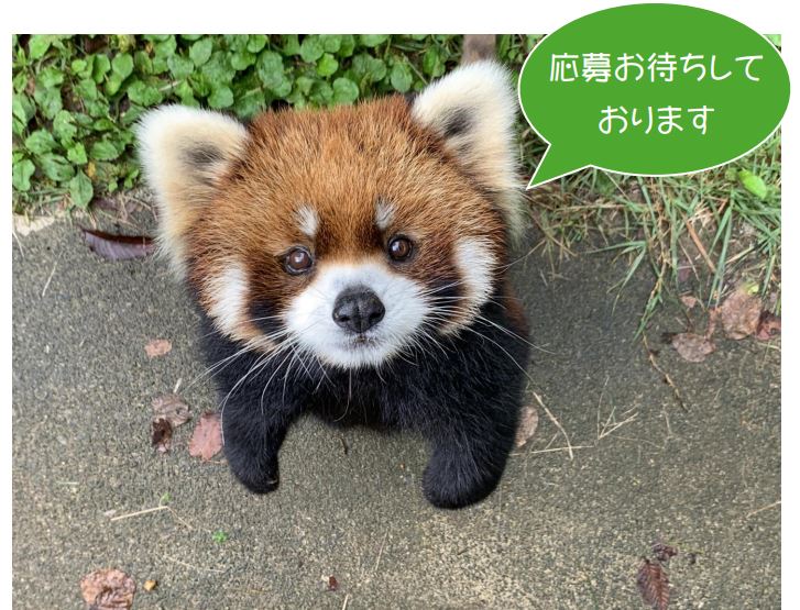 レッサーパンダ
