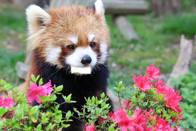 レッサーパンダのキラリが死亡しました