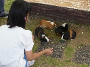 「ふれあい動物園」を開催します