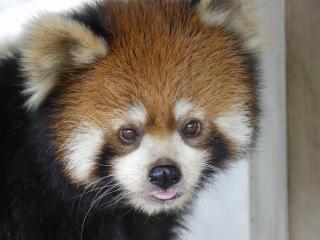 レッサーパンダ画像