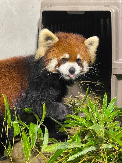レッサーパンダの新しい仲間「アケビ」の一般公開を開始します