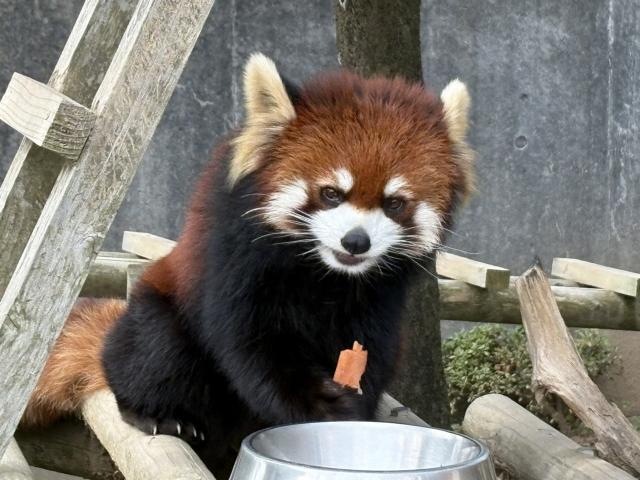 レッサーパンダ