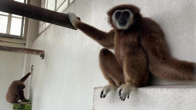 シロテテナガザル