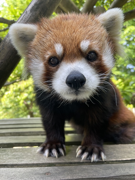 レッサーパンダのミンファ