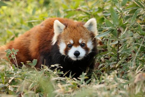 レッサーパンダのミンファ