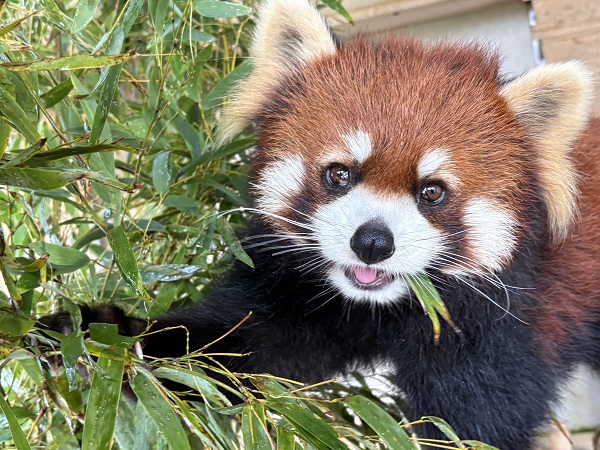 レッサーパンダ