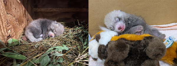 レッサーパンダに赤ちゃんが生まれました