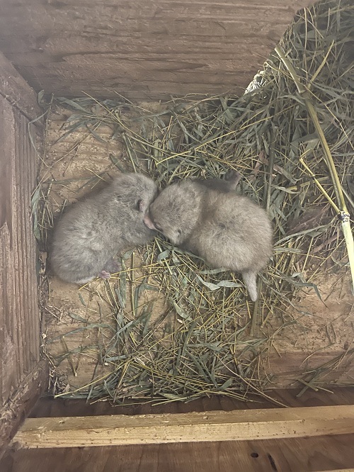 レッサーパンダのアケビが出産しました