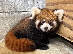 メスのレッサーパンダの赤ちゃん