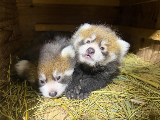 かんたとアケビの双子の赤ちゃん
